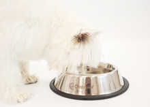 Load image into Gallery viewer, Copper Water Bowl and Stainless Steel Food Bowl