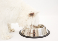 Load image into Gallery viewer, Copper Water Bowl and Stainless Steel Food Bowl
